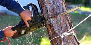 Best Tree and Shrub Care  in Casa Blanca, AZ