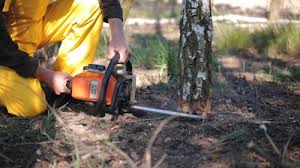 Best Tree Risk Assessment  in Casa Blanca, AZ
