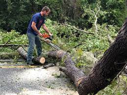 Best Tree Health Inspection  in Casa Blanca, AZ