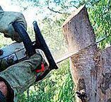 Best Tree Trimming and Pruning  in Casa Blanca, AZ