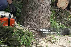 Best Pest Control for Lawns  in Casa Blanca, AZ