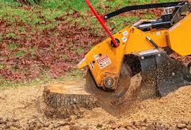 Best Storm Damage Tree Cleanup  in Casa Blanca, AZ