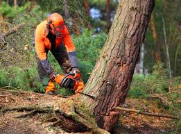 Best Fruit Tree Pruning  in Casa Blanca, AZ