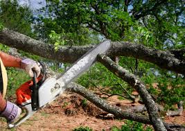 Best Seasonal Cleanup (Spring/Fall)  in Casa Blanca, AZ