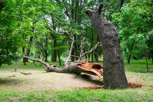 How Our Tree Care Process Works  in  Casa Blanca, AZ