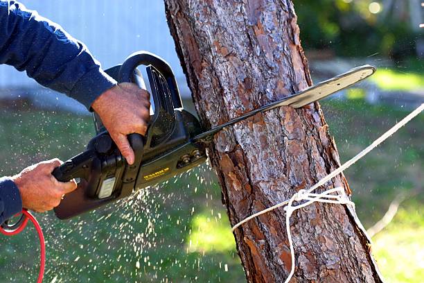 Best Tree Disease Treatment  in Casa Blanca, AZ