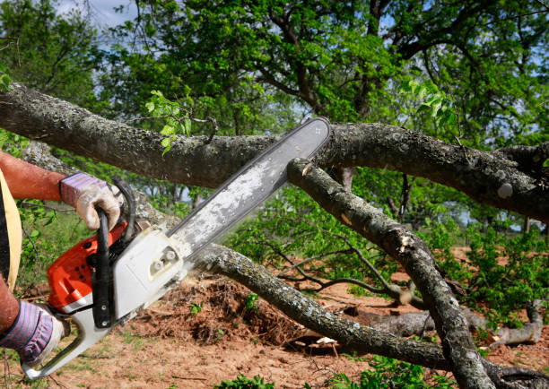 Best Tree Cabling and Bracing  in Casa Blanca, AZ